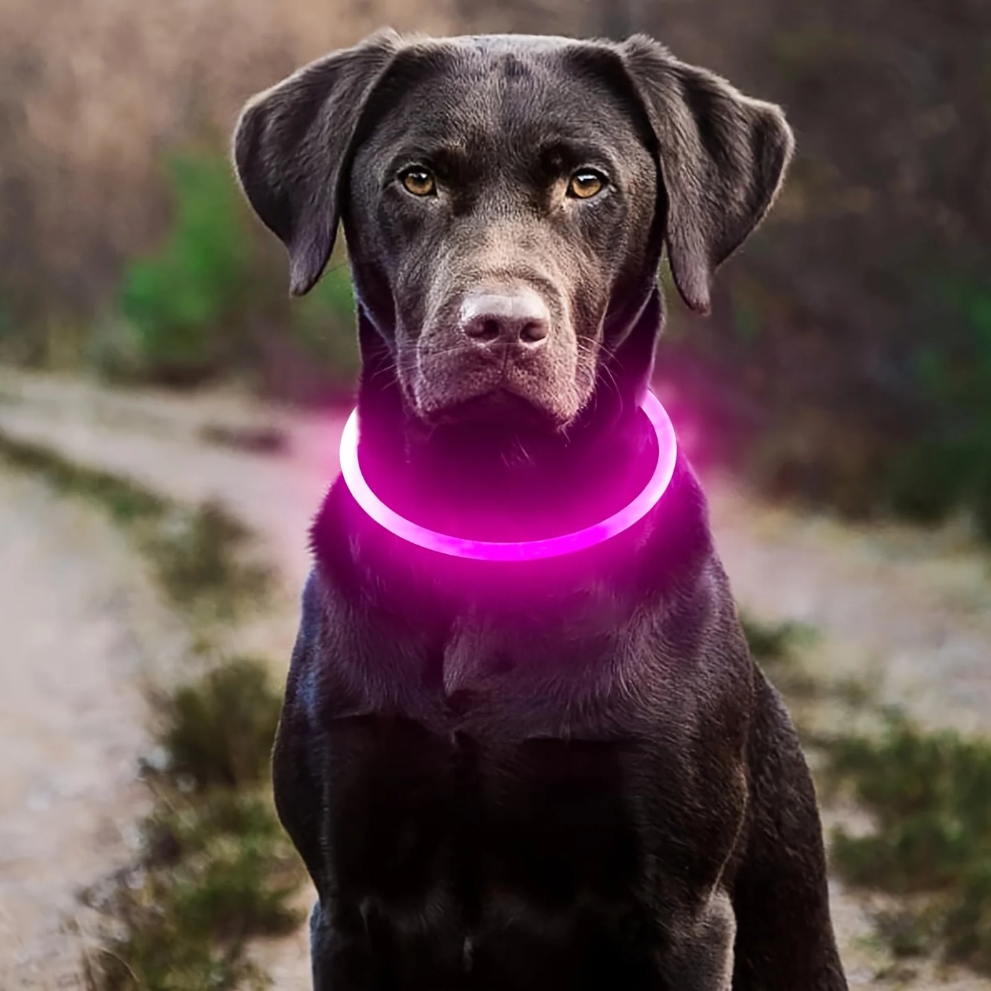 Glow-in-the-Dark Dog Collar – USB Charging LED Safety Collar for Night Walks