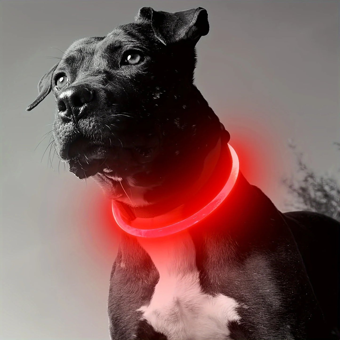 Glow-in-the-Dark Dog Collar – USB Charging LED Safety Collar for Night Walks